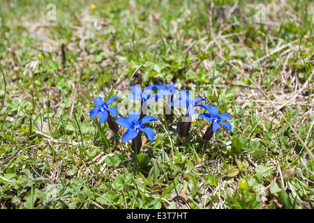 Joli printemps bleu Gentiana verna (gentiane) croissant dans l'Oberland Bernois, Suisse Banque D'Images