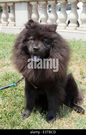 Robe marron foncé Chow Chow Banque D'Images