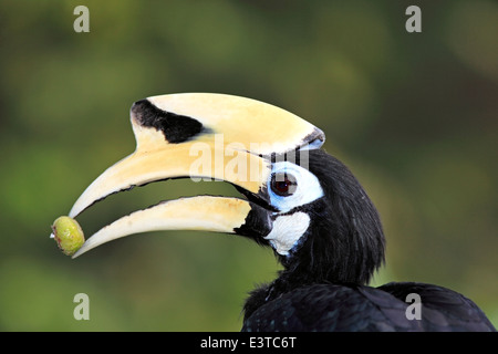 Calao Pie Oriental, Anthracoceros albirostris, avec berry dans son bec Banque D'Images