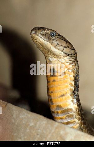King Cobra, Ophiophagus hannah, Bali, Indonésie. Ce serpent est le plus grand des serpents venimeux land Banque D'Images