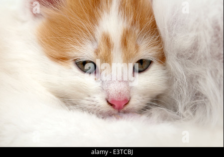Chaton caché sous la jambe de cat mom Banque D'Images