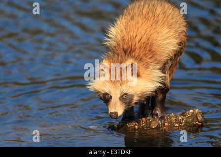 Le chien viverrin (Nyctereutes procyonoides) au Japon Banque D'Images