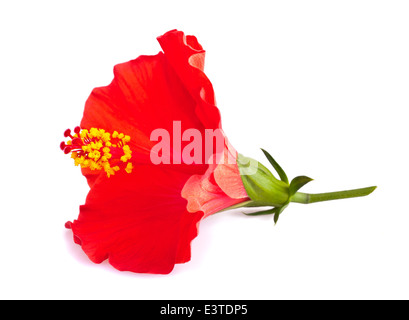 Fleur d'hibiscus rouge isolé sur fond blanc. Banque D'Images