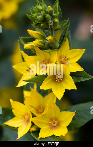 Lysimachia punctata. La Salicaire pourpre parsemé de fleurs. Banque D'Images