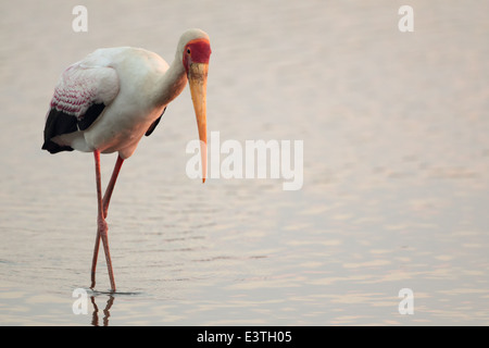 Un Yellowbilled Stork. Banque D'Images