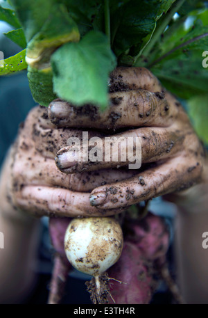 Un travailleur peut contenir jusqu'un radis fraîchement récoltés à la ferme de la famille Clark, 20 juin 2014 à Ellicott City, Maryland. Banque D'Images