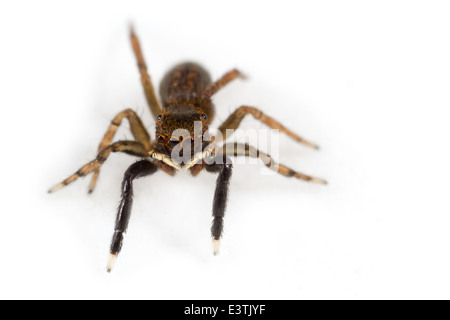 Homme Euophrys frontalis spider, partie de la famille des Salticidae - jumping spiders. Isolé sur fond blanc. Banque D'Images