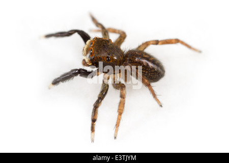 Homme Euophrys frontalis spider, partie de la famille des Salticidae - jumping spiders. Isolé sur fond blanc. Banque D'Images