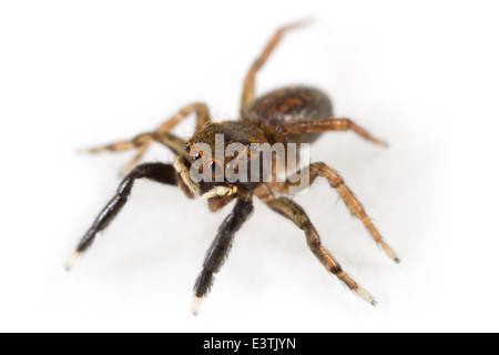 Homme Euophrys frontalis spider, partie de la famille des Salticidae - jumping spiders. Isolé sur fond blanc. Banque D'Images