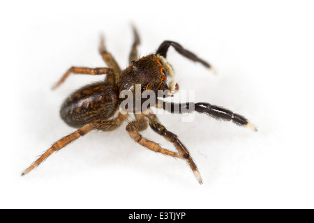 Homme Euophrys frontalis spider, partie de la famille des Salticidae - jumping spiders. Isolé sur fond blanc. Banque D'Images