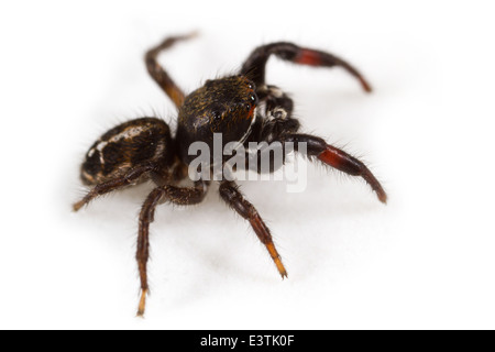 Homme Pellenes tripunctatus spider, partie de la famille des Salticidae - Jumping spiders. Isolé sur fond blanc. Banque D'Images