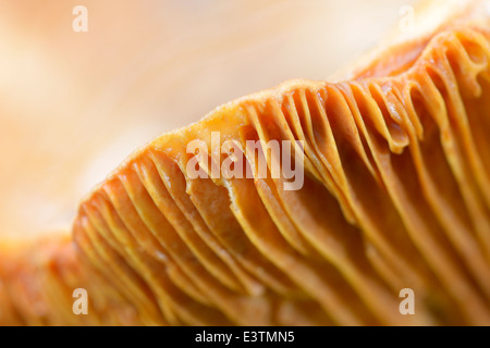 Close up du dessous du chapeau de lait (Lactarius helvus). Banque D'Images