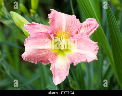 Hemerocallis 'Green Gold'. L'hémérocalle de fleur dans le jardin. Banque D'Images