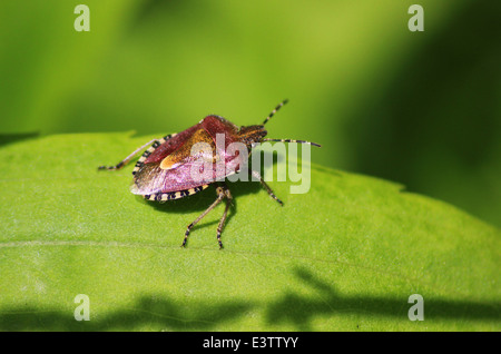 Protection des forêts bug Banque D'Images