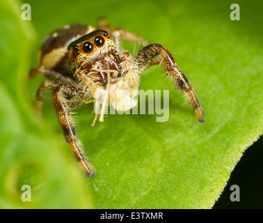 Les salticidae (Paraphidippus aurantius) avec nymphe cicadelle proie Banque D'Images