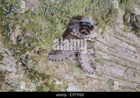 Le chaton peuplier espèce - Furcula bifida Banque D'Images