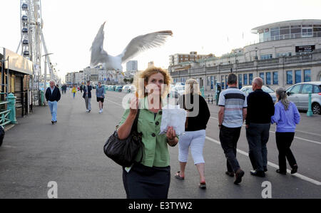 Brighton, UK. 29 Juin, 2014. Une femme est pris par surprise comme les mouettes un Goéland argenté Larus argentatus voler son donuts qu'elle marche le long du front de mer de Brighton Banque D'Images