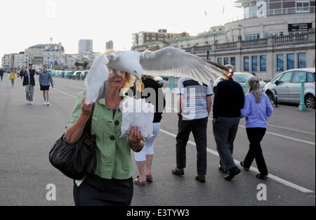 Brighton, UK. 29 Juin, 2014. Une femme est pris par surprise comme les mouettes un Goéland argenté Larus argentatus voler son donuts qu'elle marche le long du front de mer de Brighton Banque D'Images