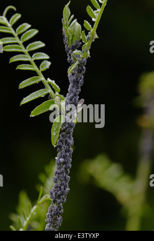 Les poux, probablement le puceron noir de la fève (Aphis fabae) sur Bush vesce (Vicia sepium) Banque D'Images