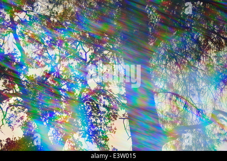 Les couleurs du spectre des rayons de lumière et les branches d'arbres sur une journée ensoleillée. Résumé des réflexions de la forêt à travers un prisme vintage filtre. Banque D'Images