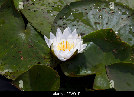 Nymphaea alba, également connu sous le nom de nénuphar blanc européen Banque D'Images