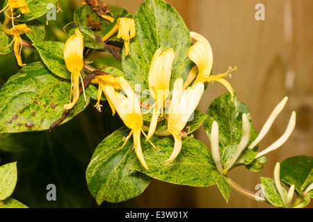 Feuillage persistant panaché et fleurs de l'alpiniste, Lonicera japonica 'Mint Crisp' Banque D'Images