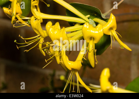 Close up de fleurs de la plante grimpante, Lonicera tragophylla Banque D'Images