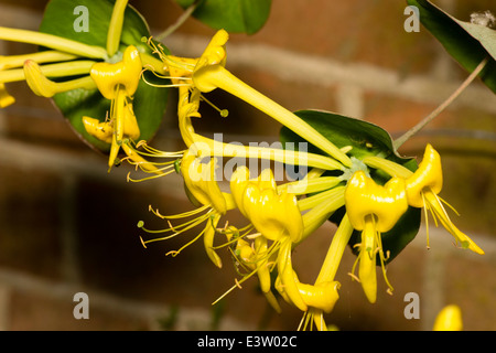 Close up de fleurs de la plante grimpante, Lonicera tragophylla Banque D'Images