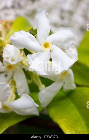 Close up of les fleurs du jasmin Trachelospermum jasminoides star, Banque D'Images