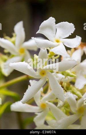 Close up of les fleurs du jasmin Trachelospermum jasminoides star, Banque D'Images