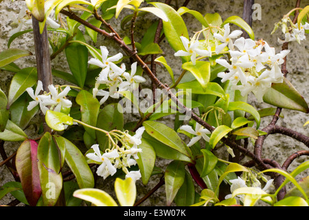 Feuillage et fleurs de l'étoile de jasmin, Trachelospermum jasminoides Banque D'Images