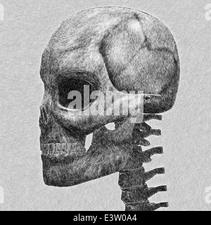 Crâne humain croquis. Abstract illustration créée numériquement. Banque D'Images