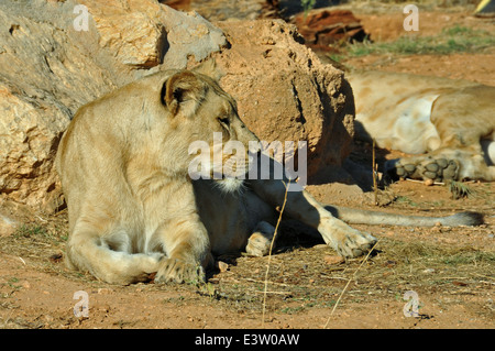 Lionne d'Afrique du sud-ouest à se reposer. Mammifère sauvage animal. Banque D'Images