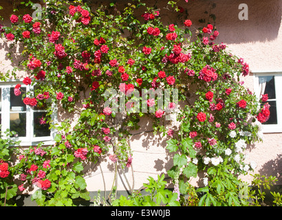 De plus en plus roses rouges sur rose cottage de chaume Shottisham, Suffolk, Angleterre Banque D'Images