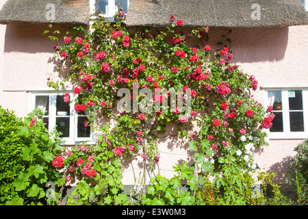 De plus en plus roses rouges sur rose cottage de chaume Shottisham, Suffolk, Angleterre Banque D'Images