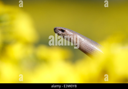 Slow worm, Anguis fragilis, seul reptile, Warwickshire, Mai 2014 Banque D'Images