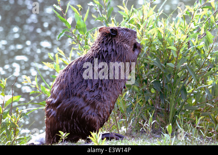 Castor du Canada (Castor canadensis) Banque D'Images