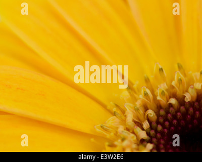 Marguerite Gerbera Jaune Banque D'Images