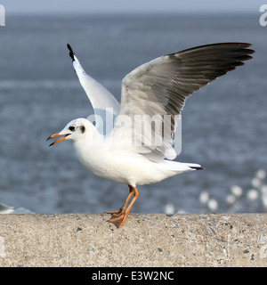 Gros plan du seagull sur fond de mer magnifique Banque D'Images