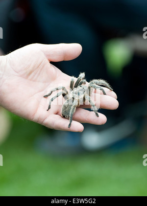 Une rose du Chili (Grammostola rosea) Banque D'Images