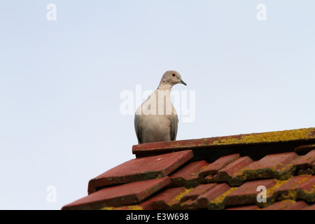 Grèbe huppé ( streptopelia decaocto ) debout sur le toit Banque D'Images