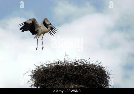 Cigogne en vol au ciel nuageux, Batak, Bulgarie Banque D'Images