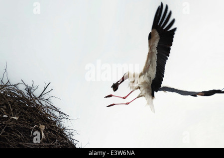 Cigogne en vol au ciel nuageux, Batak, Bulgarie Banque D'Images