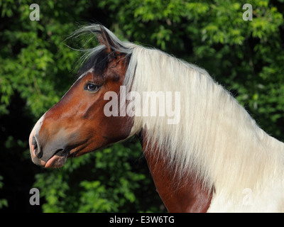 Bel étalon pinto gypsy vanner portrait dans la nature Banque D'Images