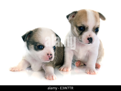 Deux chiots chihuahua in front of white background Banque D'Images