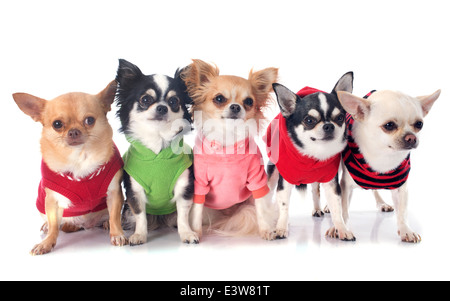 Chihuahuas dressed in front of white background Banque D'Images