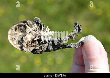 Crapaud commun Bufo bufo cadavre Banque D'Images