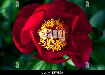 Les pivoines rouges sont une plante vivace, un demi-arbuste et des arbustes avec des feuilles alternées, pinnées ou profondément divisées, le pivoine rouge Banque D'Images