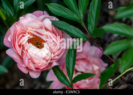 Les pivoines rose clair sont vivaces, semi-arbustes et arbustes avec des feuilles alternées, pennées ou profondément divisées Banque D'Images