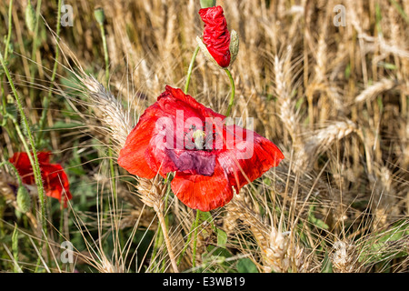 Coquelicots rouges sur fond jaune des champs des mauvaises herbes au printemps dans la campagne italienne Banque D'Images